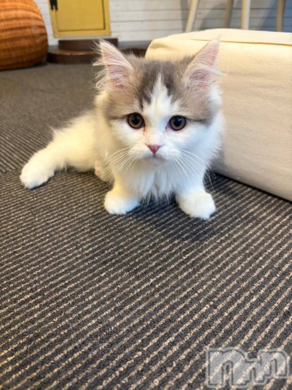 上越デリヘルHONEY(ハニー) しんく(♪♪)(29)の12月24日写メブログ「お知らせ⋆͛📢⋆」