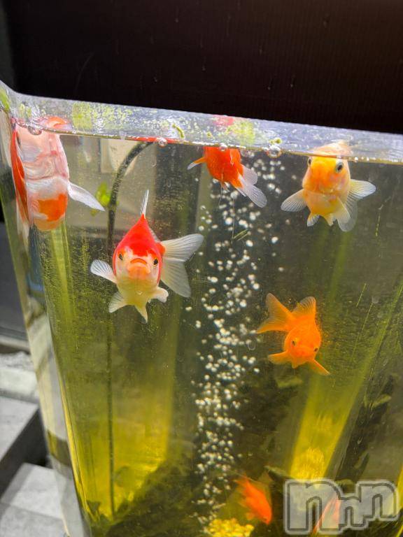 上越デリヘルHONEY(ハニー) しんく(♪♪)(29)の3月17日写メブログ「☆告知★」