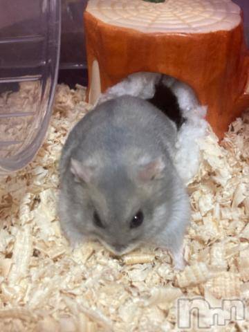 上越デリヘルHONEY(ハニー)しんく(♪♪)(29)の2021年11月26日写メブログ「退勤?.*?」