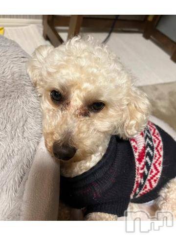 上越デリヘルHONEY(ハニー)しんく(♪♪)(29)の2023年3月7日写メブログ「出勤♪」