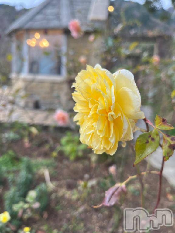 上越デリヘルHONEY(ハニー)しんく(♪♪)(29)の2025年4月22日写メブログ「お待ちしてます♪」