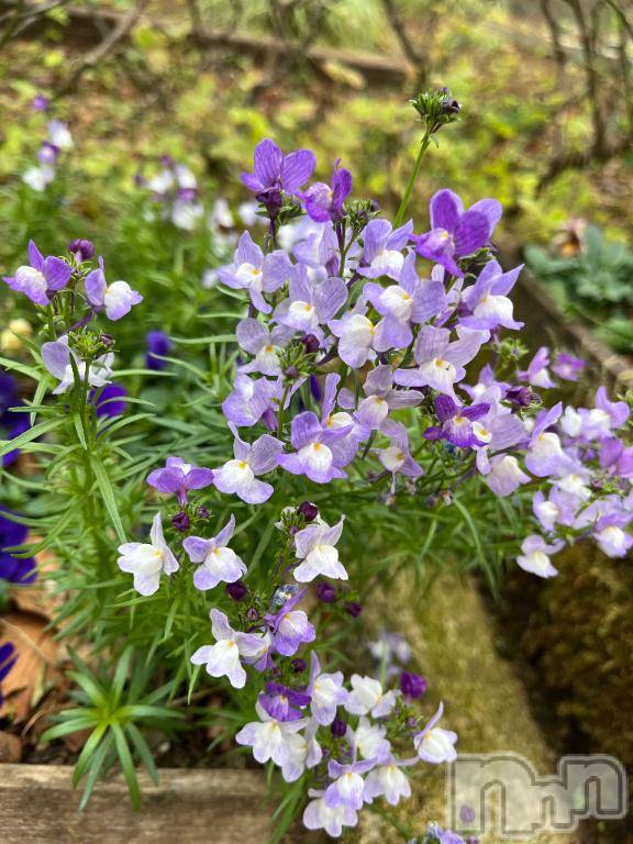 上越デリヘルHONEY(ハニー)しんく(♪♪)(29)の2025年4月26日写メブログ「[お題]from:誕生日だからささん」