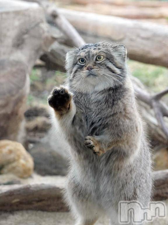 上越デリヘルHONEY(ハニー)しんく(♪♪)(29)の2025年6月8日写メブログ「☆お知らせ★２」