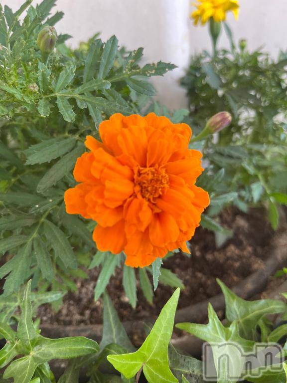 上越デリヘルHONEY(ハニー)しんく(♪♪)(29)の2025年6月13日写メブログ「☆お知らせ★」