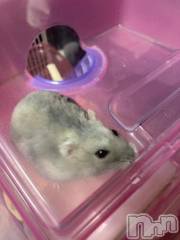 上越デリヘルHONEY(ハニー) しんく(♪♪)(29)の1月28日写メブログ「退勤?.*?」