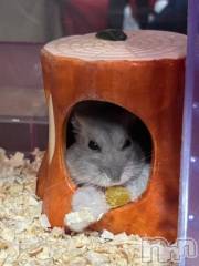 上越デリヘルHONEY(ハニー) しんく(♪♪)(29)の2月11日写メブログ「退勤✩.*˚」