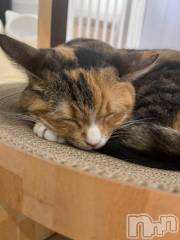 上越デリヘルHONEY(ハニー) しんく(♪♪)(29)の4月10日写メブログ「まだまだ(*´˘`*)♡」