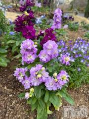 上越デリヘルHONEY(ハニー) しんく(♪♪)(29)の3月16日写メブログ「☆告知★」