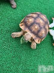 上越デリヘルHONEY(ハニー) しんく(♪♪)(29)の5月18日写メブログ「☆告知★」