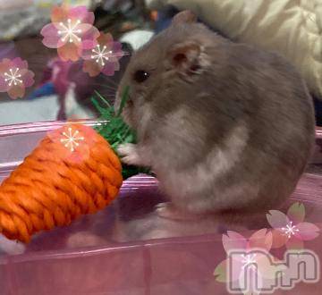 上越デリヘル HONEY(ハニー) しんく(♪♪)(29)の3月23日写メブログ「[お題]from:cgnaさん」