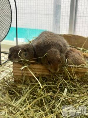 上越デリヘル HONEY(ハニー) しんく(♪♪)(29)の10月4日写メブログ「退勤✩.*˚」