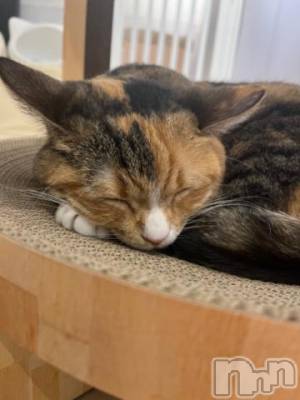 上越デリヘル HONEY(ハニー) しんく(♪♪)(29)の4月10日写メブログ「まだまだ(*´˘`*)♡」