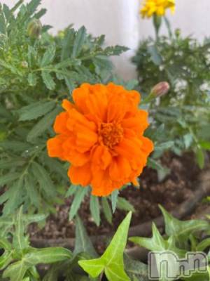 上越デリヘル HONEY(ハニー) しんく(♪♪)(29)の6月15日写メブログ「☆告知☆」