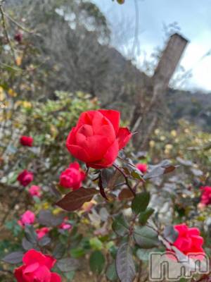 上越デリヘル HONEY(ハニー) しんく(♪♪)(29)の1月27日写メブログ「退勤✩.*˚」