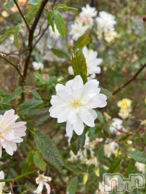 上越デリヘル HONEY(ハニー) しんく(♪♪)(29)の1月28日写メブログ「退勤✩.*˚」