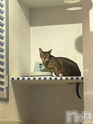 上越デリヘル HONEY(ハニー) しんく(♪♪)(29)の1月6日写メブログ「お知らせ⋆͛📢⋆」