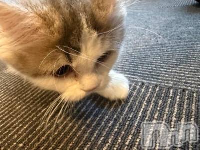 上越デリヘル HONEY(ハニー) しんく(♪♪)(29)の1月9日写メブログ「お知らせ⋆͛📢⋆」