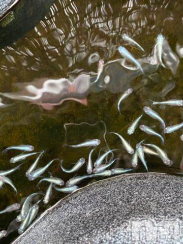 三条デリヘルalphaGOLD(アルファゴールド) みつき(27)の7月10日写メブログ「おはメダカ🐟」