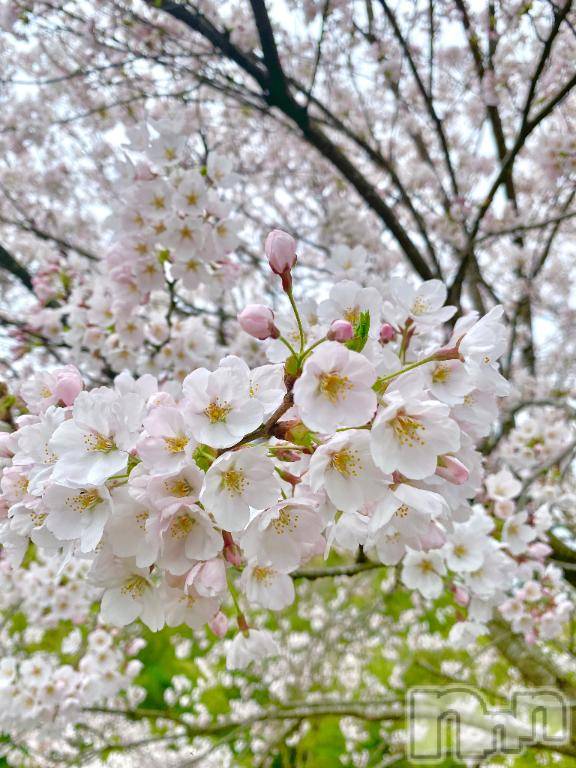 三条デリヘルalphaGOLD(アルファゴールド) みつき(27)の4月13日写メブログ「今日も1日🌸」