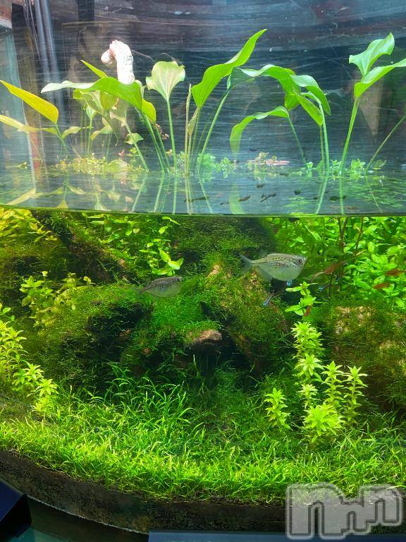 三条デリヘルalphaGOLD(アルファゴールド) みつき(27)の5月1日写メブログ「ありがとうございました」