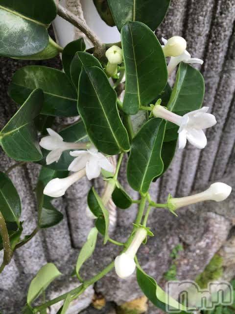 三条デリヘルalphaGOLD(アルファゴールド) みつき(27)の5月11日写メブログ「ち◯ぽ…？」