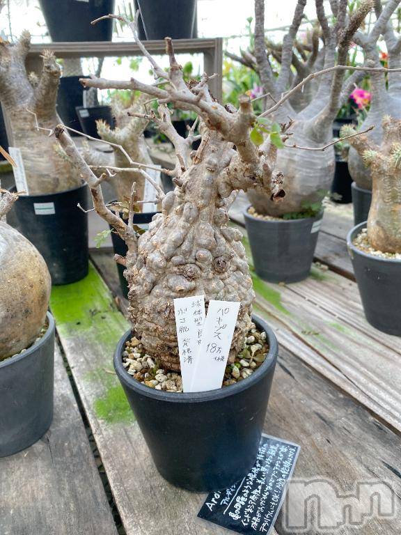 三条デリヘルalphaGOLD(アルファゴールド) みつき(27)の5月14日写メブログ「謎植物」