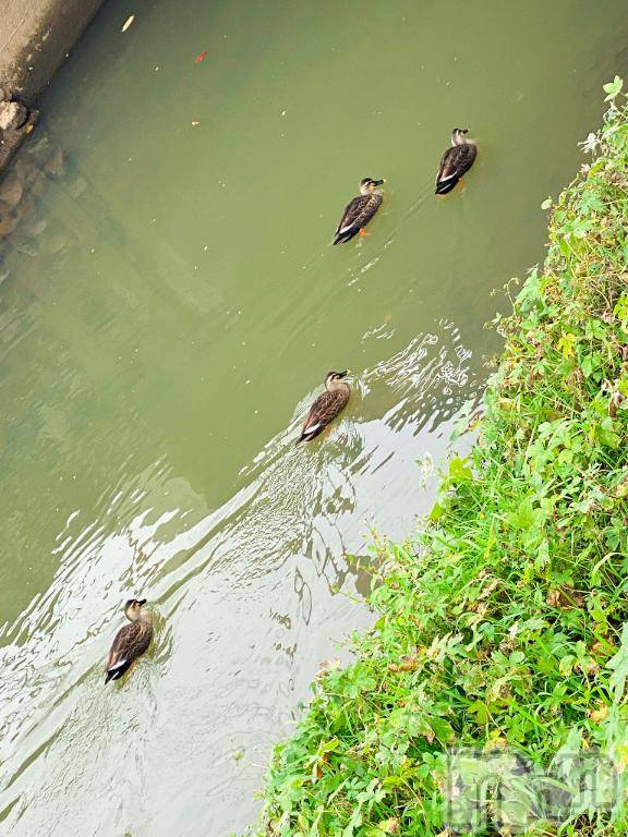 三条デリヘルalphaGOLD(アルファゴールド) みつき(27)の5月15日写メブログ「🦆🦆🦆」