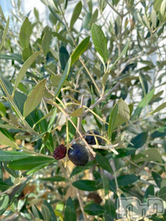 三条デリヘルalphaGOLD(アルファゴールド)みつき(27)の2025年4月17日写メブログ「🌞太陽さんさん🌞」