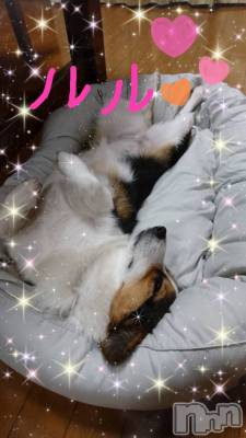 松本発デリヘル ELYSION （エリシオン）(エリシオン) 紅葉 kureha (39)の10月28日写メブログ「飼いたい…🐕💕」