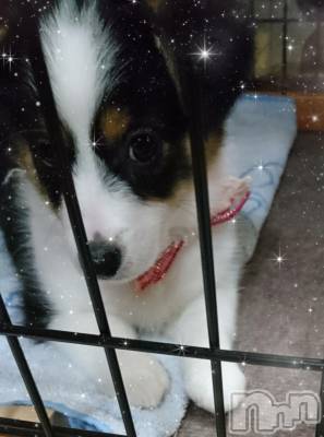 松本発デリヘル ELYSION （エリシオン）(エリシオン) 紅葉 kureha (39)の11月29日写メブログ「寒いですね…🥶」