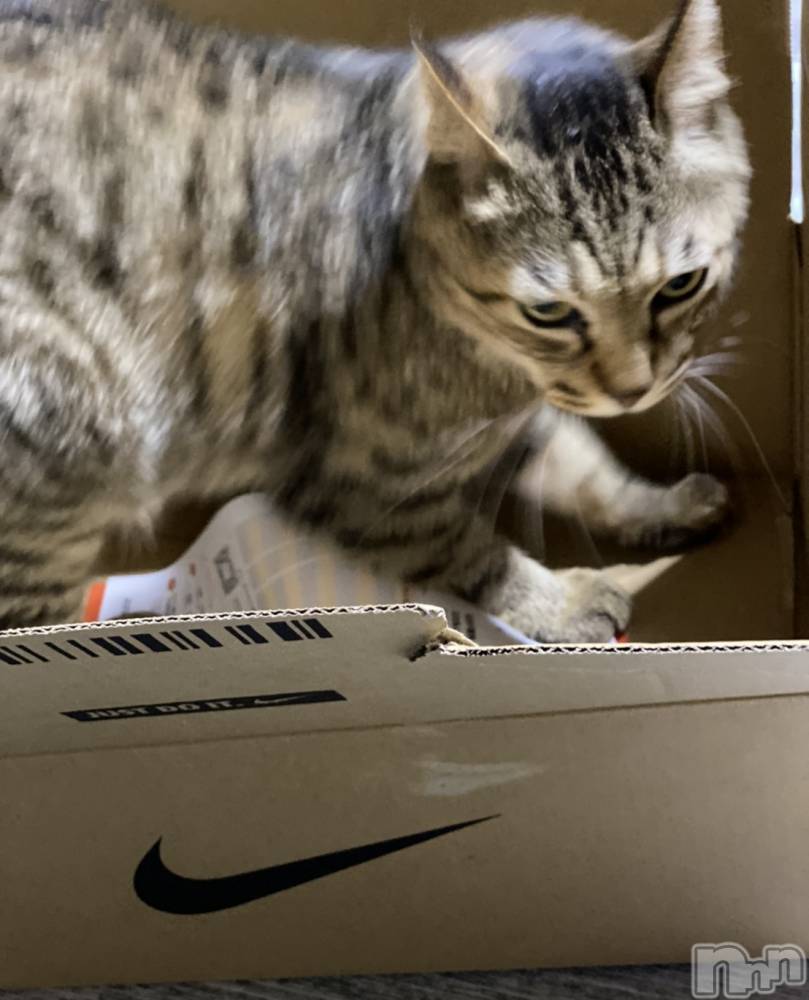 ��ë����Х��顦�����CLUB��Paladin(����֡��ѥ�ǥ���) �������ۤ�10��15���̥�֥������ܤä�����