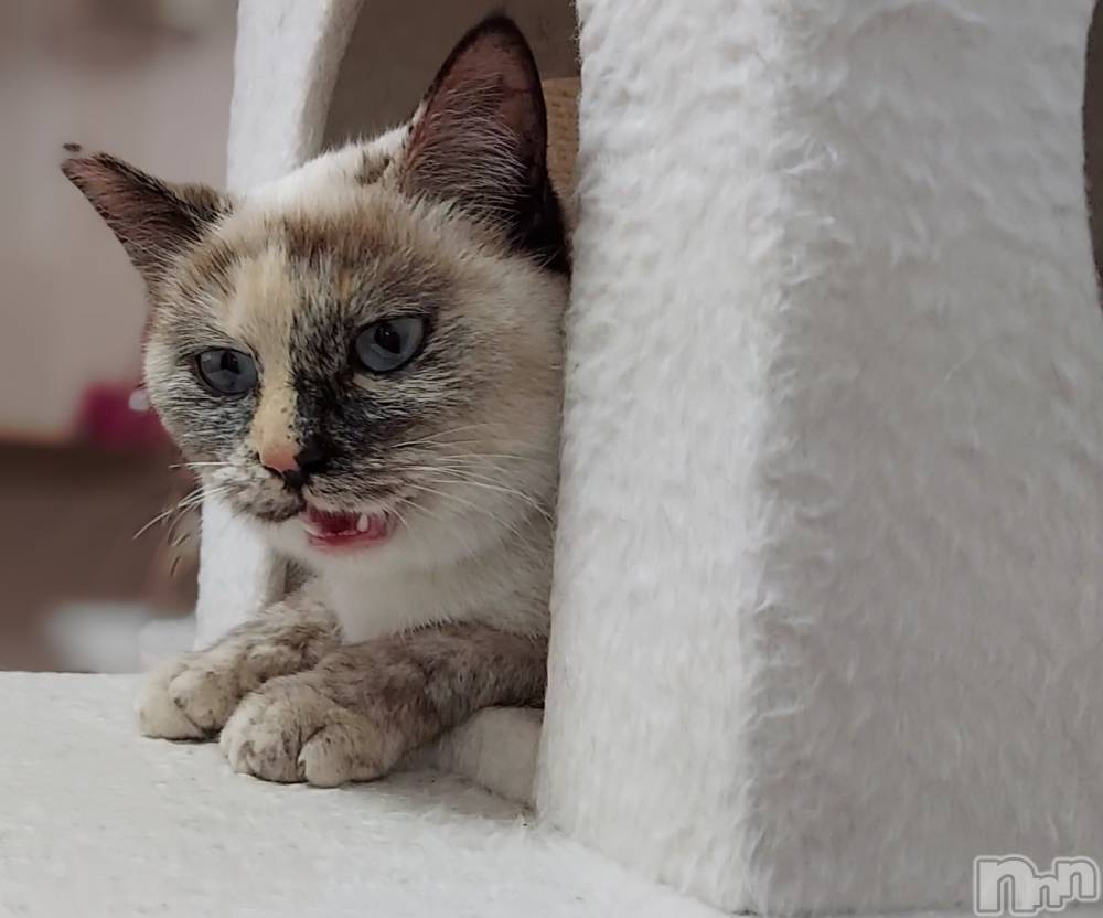 ��ë����Х��顦�����CLUB��Paladin(����֡��ѥ�ǥ���) �������ۤ�10��10���̥�֥����֥��塼�Ȥʤ���🍒��