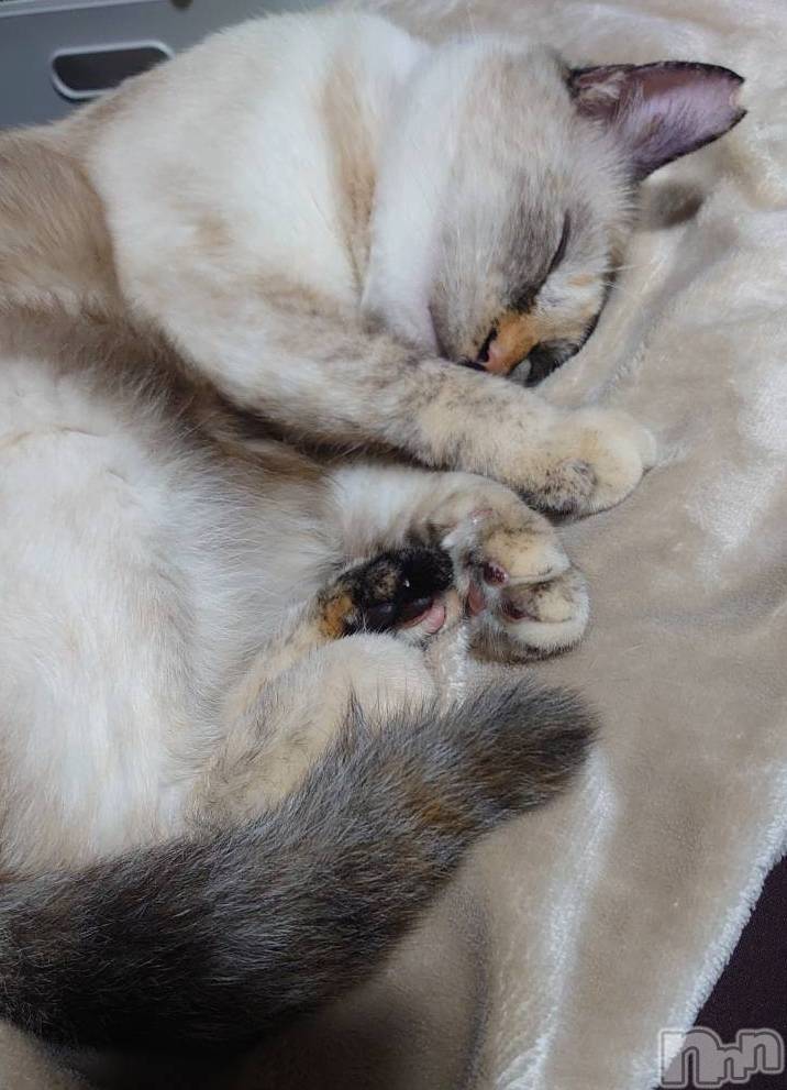 ��ë����Х��顦�����CLUB��Paladin(����֡��ѥ�ǥ���) �������ۤ�10��7���̥�֥�����2�ͤ�🥰��