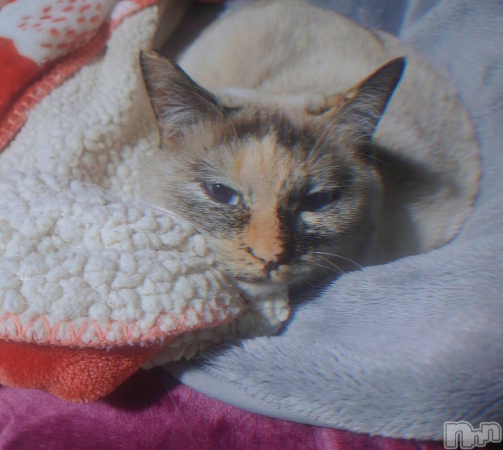 ��ë����Х��顦�����CLUB��Paladin(����֡��ѥ�ǥ���) �������ۤ�2��4���̥�֥����ֺǶ�����𓏲𓇢𓂅🍂��