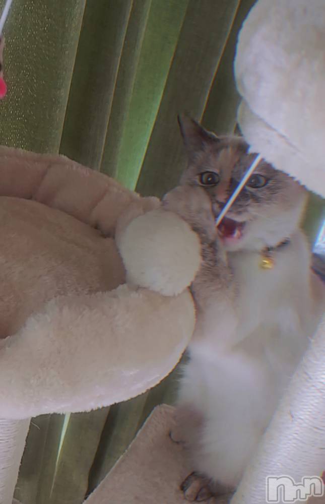 ��ë����Х��顦�����CLUB��Paladin(����֡��ѥ�ǥ���) �������ۤ�2��22���̥�֥�����1ǯ��1��🐈‍⬛⸒⸒⸒⸒🐾��