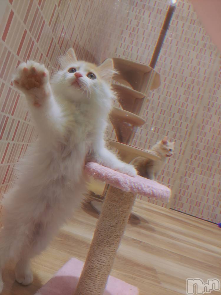 ��ë����Х��顦�����CLUB��Paladin(����֡��ѥ�ǥ���) �������ۤ�5��17���̥�֥�����🙋‍��️��