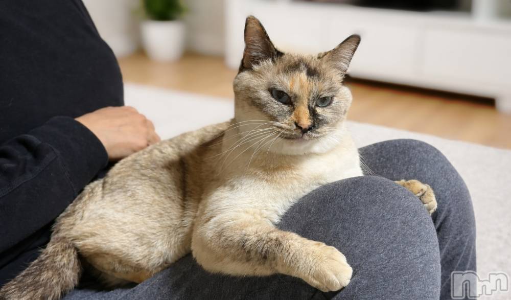 ��ë����Х��顦�����CLUB��Paladin(����֡��ѥ�ǥ���) �������ۤ�3��3���̥�֥����֤ҤʤޤĤ�🎎🍡🌸��