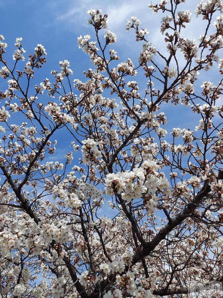 ��ë����Х��顦�����CLUB��Paladin(����֡��ѥ�ǥ���) �������ۤ�4��1���̥�֥�����start···▸﻿��