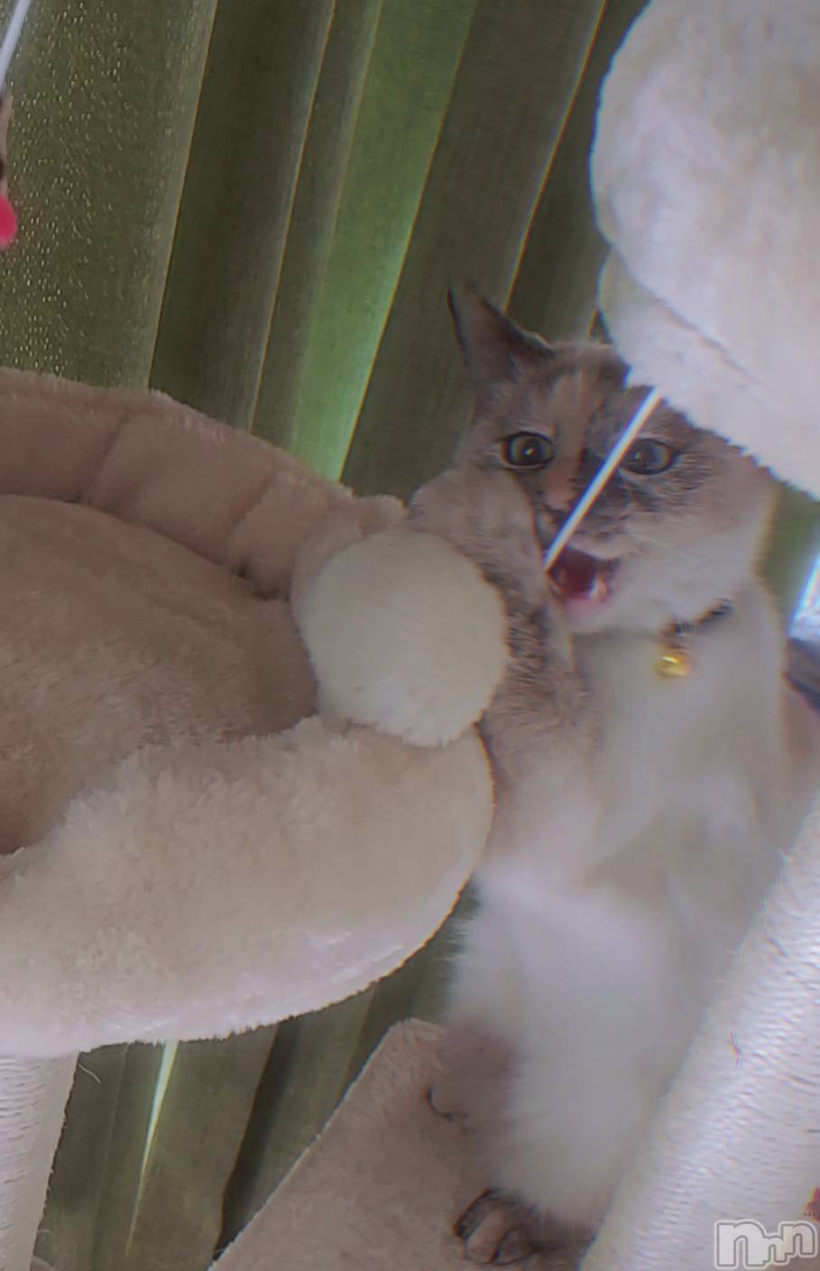 ��ë����Х��顦�����CLUB��Paladin(����֡��ѥ�ǥ���) ��2025ǯ2��22���̥�֥�����1ǯ��1��🐈‍⬛⸒⸒⸒⸒🐾��