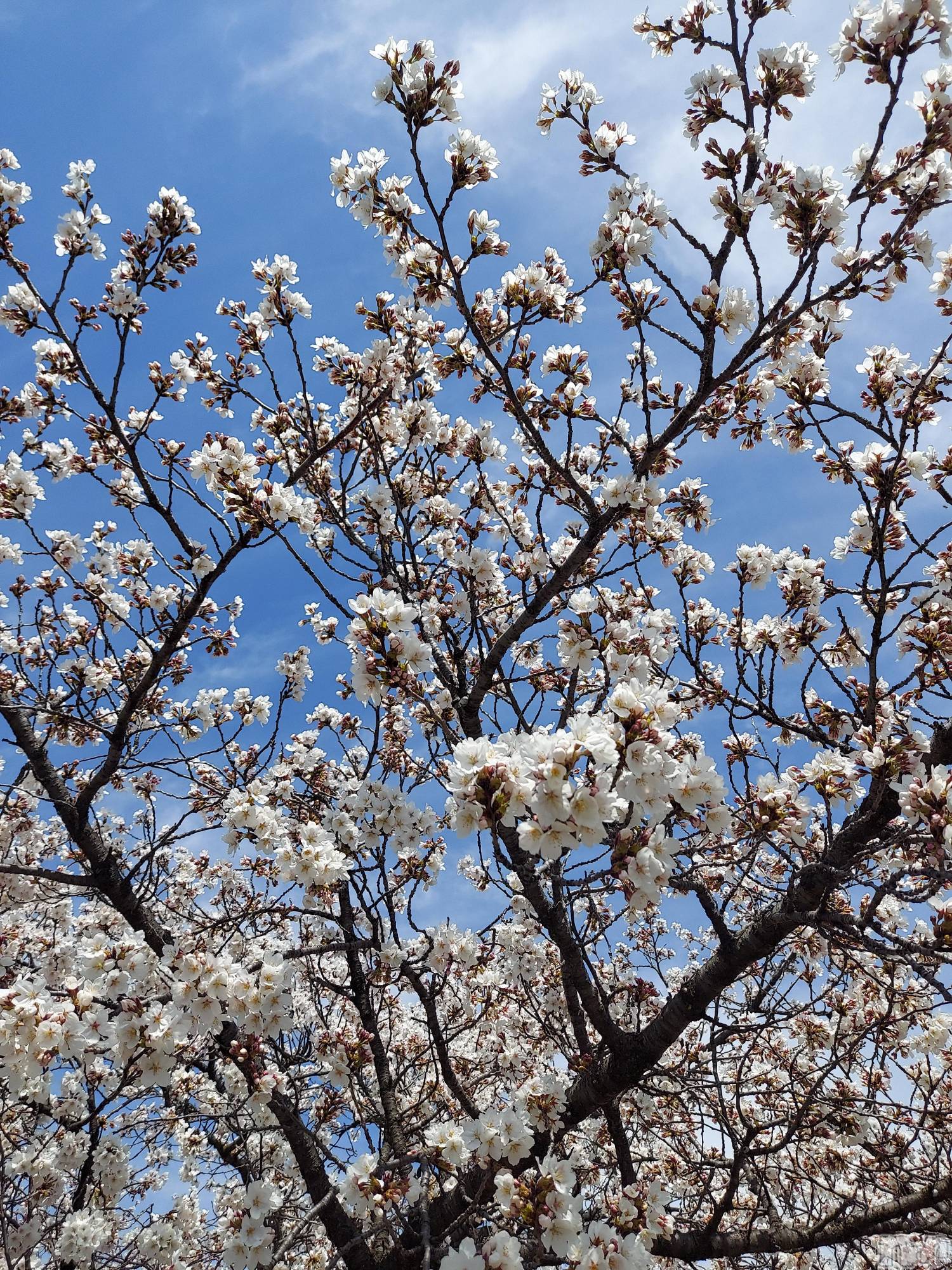 ��ë����Х��顦�����CLUB��Paladin(����֡��ѥ�ǥ���) ��2026ǯ4��1���̥�֥�����start···▸﻿��