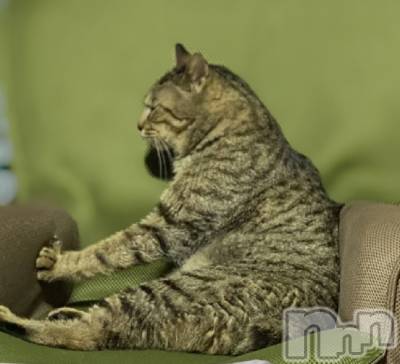 ��ë����Х��顦�����CLUB��Paladin(����֡��ѥ�ǥ���) �������ۤ�8��2���̥�֥����֡�����