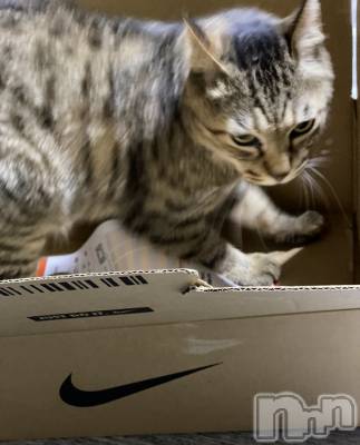 ��ë����Х��顦�����CLUB��Paladin(����֡��ѥ�ǥ���) �������ۤ�10��15���̥�֥������ܤä�����