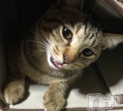 ��ë����Х��顦�����CLUB��Paladin(����֡��ѥ�ǥ���) �������ۤ�2��22���̥�֥����ֺ����ϡ�������