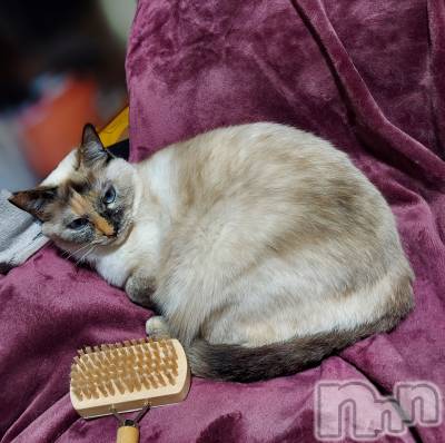 ��ë����Х��顦�����CLUB��Paladin(����֡��ѥ�ǥ���) �������ۤ�5��9���̥�֥����֤�������͡�����ฅ🐾໊��