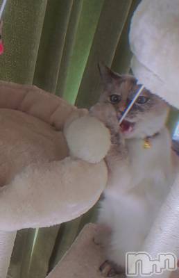 ��ë����Х��顦�����CLUB��Paladin(����֡��ѥ�ǥ���) �������ۤ�2��22���̥�֥�����1ǯ��1��🐈‍⬛⸒⸒⸒⸒🐾��