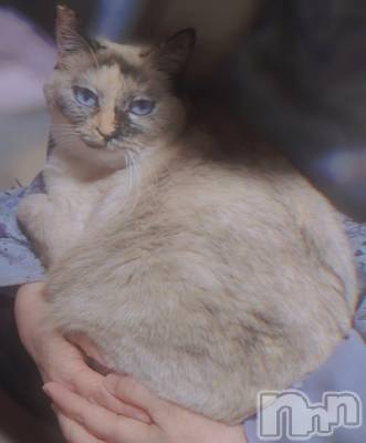 ��ë����Х��顦�����CLUB��Paladin(����֡��ѥ�ǥ���) �������ۤ�4��6���̥�֥���������Ǥ�.ᐟ.ᐟ💡��