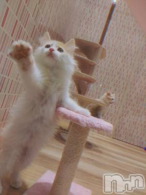 ��ë����Х��顦�����CLUB��Paladin(����֡��ѥ�ǥ���) �������ۤ�5��17���̥�֥�����🙋‍��️��