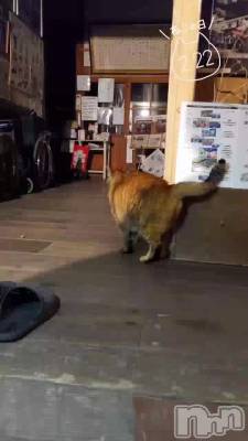 ������🐱💗