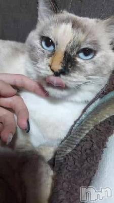 🐦������