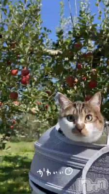 �������饤��🍎